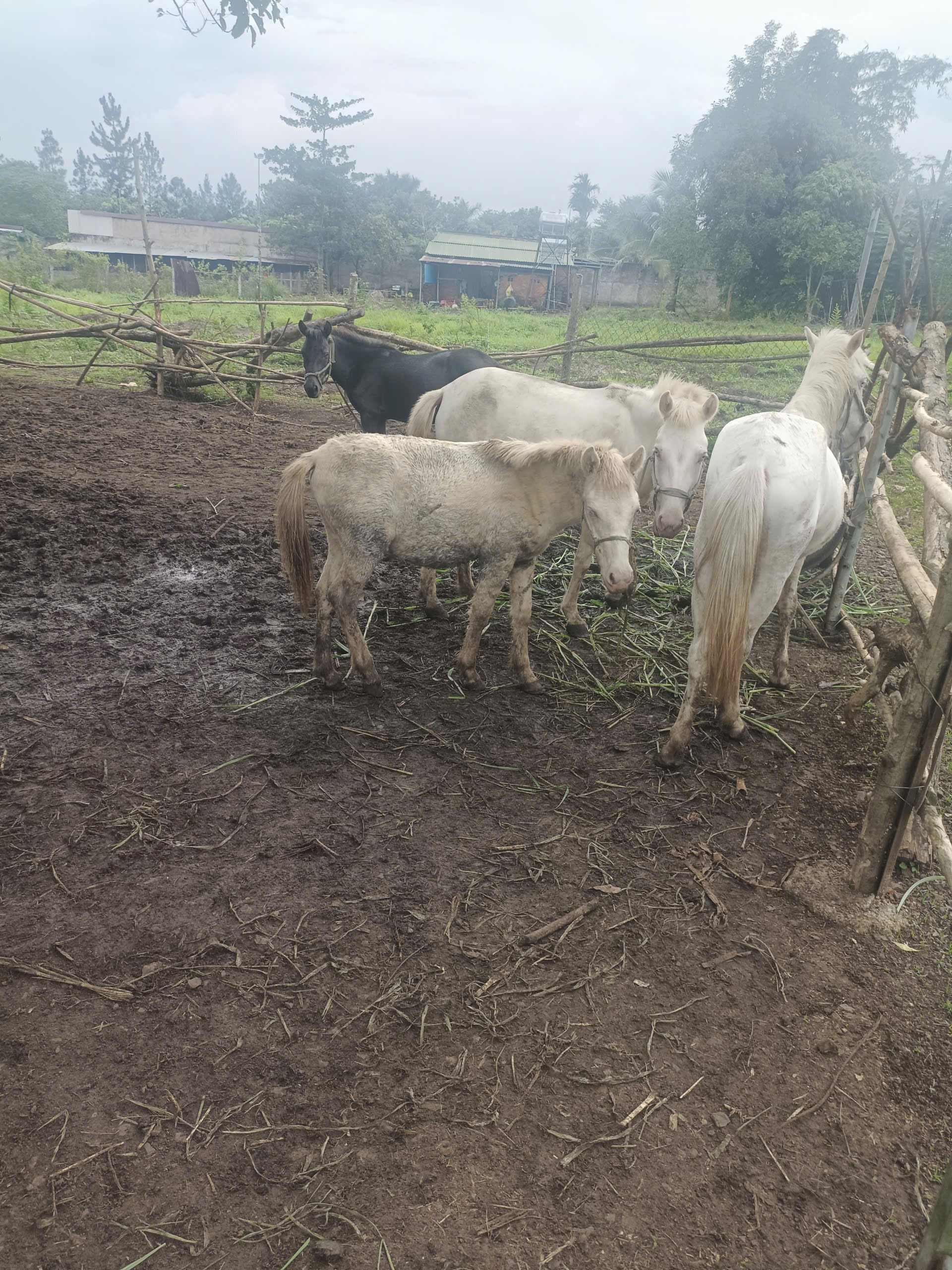 Mô hình chăn nuôi ngựa